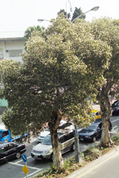 白千層，樹的圖片