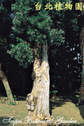 白千層，樹的圖片