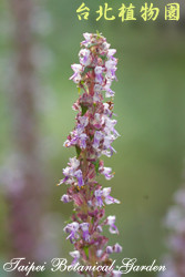 仙草，花朵的圖片