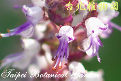 仙草，花朵的圖片