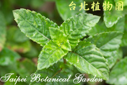 仙草，葉子的圖片