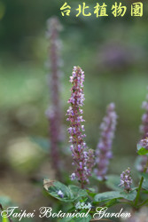 仙草，花朵的圖片