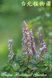 仙草，花朵的圖片