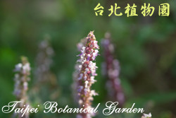 仙草，花朵的圖片