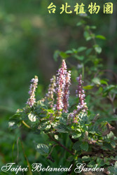 仙草，花朵與葉子的圖片