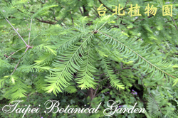 水杉，葉子的圖片