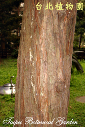 水杉，樹幹的圖片