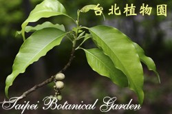 白玉蘭，葉子與果實的圖片