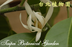 白玉蘭，花朵的圖片