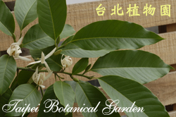 白玉蘭，花朵與葉子的圖片的圖片