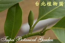 白玉蘭，花苞的圖片