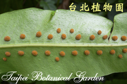 大星蕨，孢子囊群的圖片