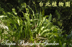 大星蕨，全株的圖片