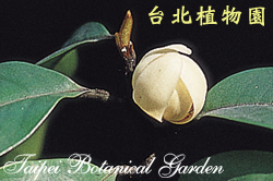 南洋含笑花，花朵的圖片