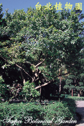 南洋含笑花，樹的圖片