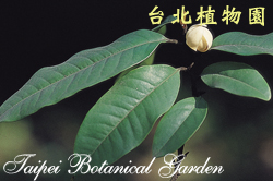 南洋含笑花，花朵與葉子的圖片