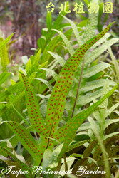 海岸擬茀蕨，葉子的圖片