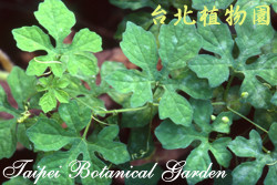 短角苦瓜，葉子的圖片