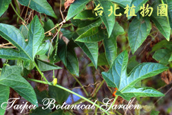 木鱉子，葉子的圖片