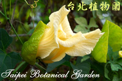 木鱉子，花朵的圖片