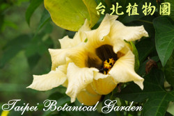 木鱉子，花朵的圖片