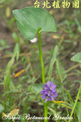 鴨舌草，花朵與莖的圖片