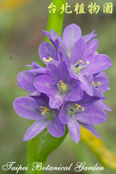 鴨舌草，花朵的圖片