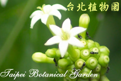 檄樹，花朵的圖片