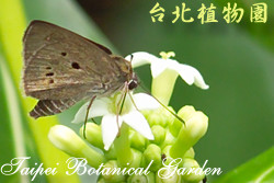 檄樹，蝴蝶在花朵上的圖片
