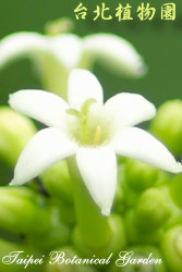 檄樹，花朵的圖片