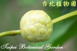 檄樹，果實的圖片