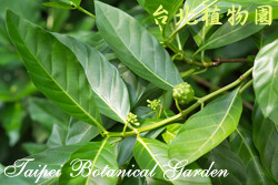 檄樹，葉子的圖片