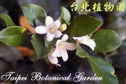 月橘，花朵的圖片