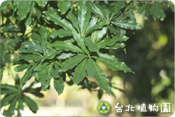 楊梅，葉子的圖片