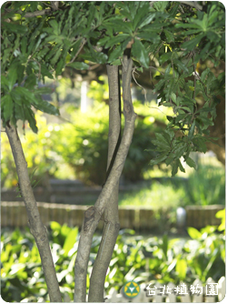 楊梅，葉子與樹幹的圖片