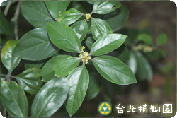 蘭嶼新木薑子，花朵與葉的圖片