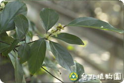 蘭嶼新木薑子，花朵與葉的圖片