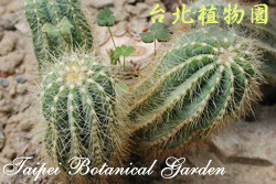 英冠玉，葉子的圖片