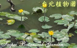 臺灣萍蓬草，葉子與花朵的圖片