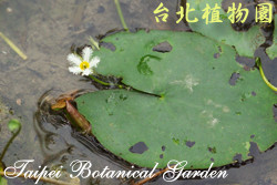 小杏菜，葉子與花的圖片