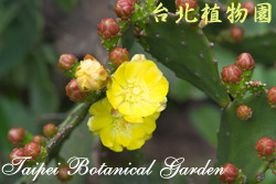 金武扇仙人掌，果實與花的圖片