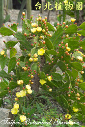 金武扇仙人掌，花朵與葉的圖片