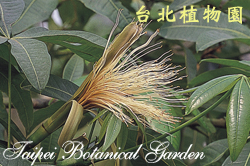 馬拉巴栗，花朵的圖片