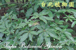 馬拉巴栗，葉子的圖片