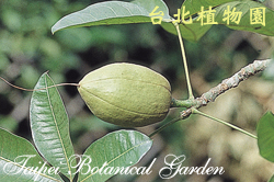 馬拉巴栗，果實的圖片