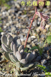 雞蛋玉蓮，葉子的圖片