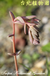 雞蛋玉蓮，葉子的圖片