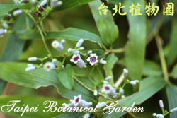 雞屎藤，花朵的圖片