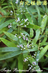 雞屎藤，花朵的圖片