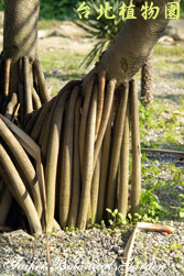 紅刺露兜樹，樹的圖片